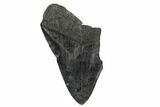 Partial, Fossil Megalodon Tooth - South Carolina #170510-1